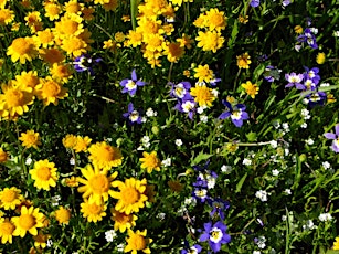 Warm Springs Vernal Pool Grassland Tours 2024