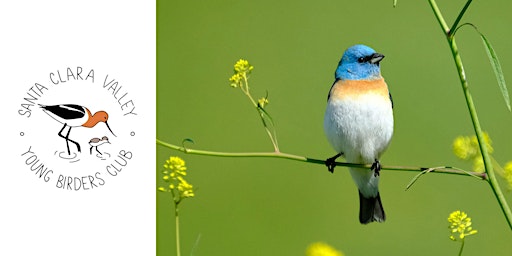 Imagem principal de Young Birders Club: Pearson-Arastradero