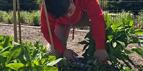 DePaul College Prep Food Forest Tree Planting