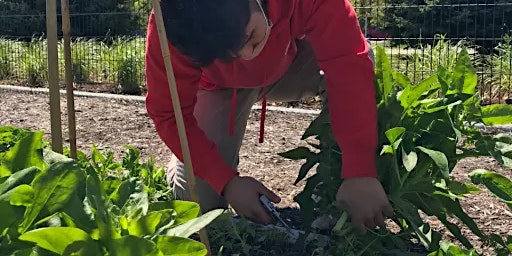 Imagen principal de DePaul College Prep Food Forest Tree Planting