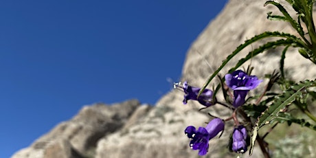 Whitewater Preserve Wildflower Guided Walk