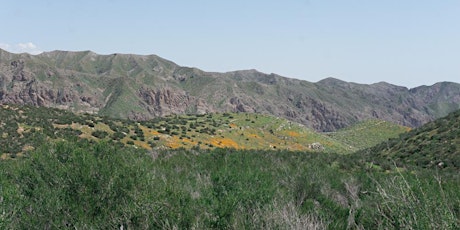 Whitewater Preserve Wildflower Guided Hike