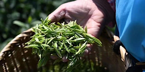 Tea Tasting: 2024 Springtime Rarities primary image