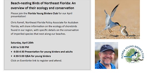 Imagen principal de FYBC Jay Chat - Beach Nesting Birds of NE Florida