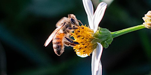 Imagem principal de 2024 National Honey Bee Day