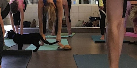 Yoga + Kittens at APA