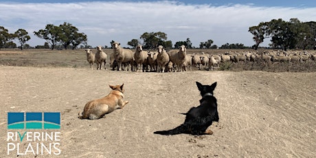 Working Dog Training