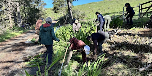 Hauptbild für Volunteer Day - Invasive Species Removal (Saturday)