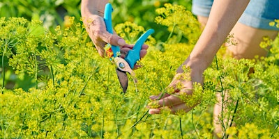 Sensory Gardening with Jenn Rodriguez primary image