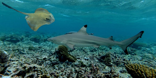 NaturallyGC Kids - Fascinating World of Sharks & Rays primary image