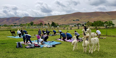 Yoga with Nearly-Naked Alpacas