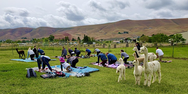 Yoga with Nearly-Naked Alpacas
