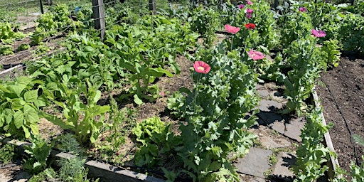 Gardening 101 - Starting your garden this Spring primary image