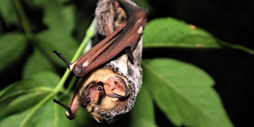 Primaire afbeelding van SPFGA Naturalist Series: Discovering the Mysteries of Alberta's Bats