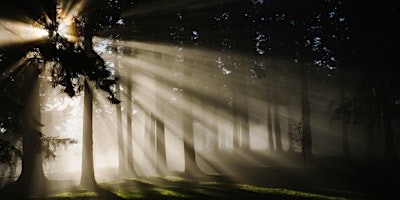 Hauptbild für FeelGoodFlows - Forest Bathing