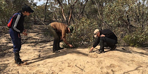 Hauptbild für Victorian Malleefowl Recovery Group Reporting Back Weekend 18-19 May 2024