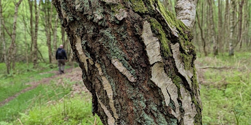 Primaire afbeelding van Forest Bathing: Nature Immersion for a Restful Mind