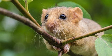 Small mammal trapping and camera traps masterclass