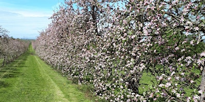 Hauptbild für Cream Teas And Apple Trees