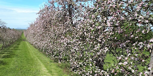 Cream Teas And Apple Trees  primärbild