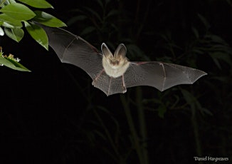 Bat walk and talk