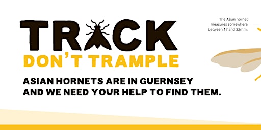 Guernsey Asian Hornet Talk by Francis Russell primary image