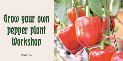 Primaire afbeelding van Grow your own pepper plant workshop