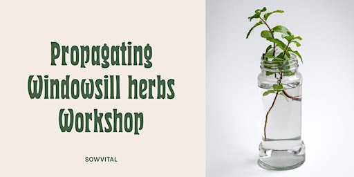 Image principale de Propagate your own edible herbs workshop