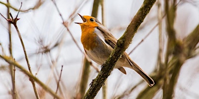 Imagem principal do evento Bird song identification