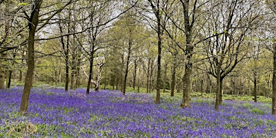 Sundorne Castle Estate Charity Bluebell Walk primary image