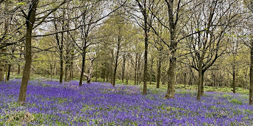 Sundorne Castle Estate Charity Bluebell Walk primary image