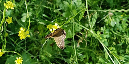 Primaire afbeelding van BioBlitz010 bij Zoöp Nieuwe Instituut