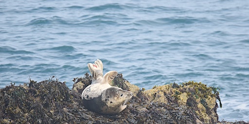 Hauptbild für Seascapes Beach Rangers – Seal Survey