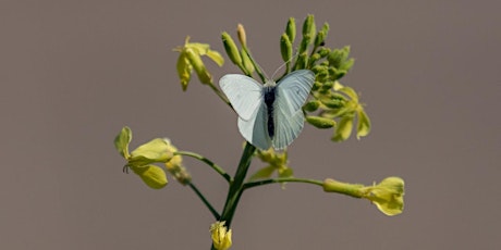 Learn to FIT count with The Pollinator Project