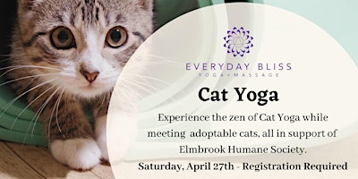 Imagem principal do evento Cat Yoga With The Elmbrook Humane Society