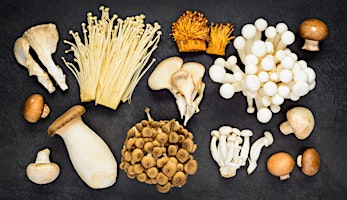 The Healing Power of Mushrooms primary image