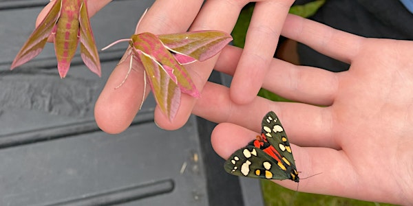 Free event - Moth Morning at Ryton Pools Country Park