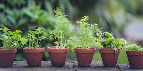 Spring Plants Sale with Thrive Gardening at Urban District Market