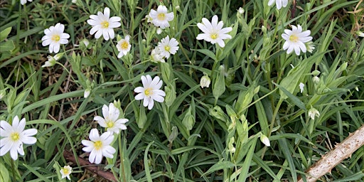 Hauptbild für Discovering Spring Wildflowers