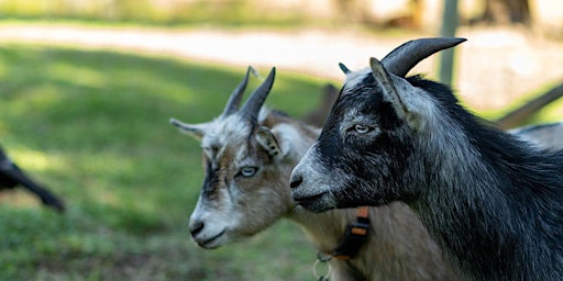 Guided Nature Trail Walk with The Goat Herd at Jaybird Hammock Farm