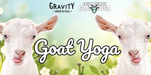 Imagem principal do evento Goat Yoga - May 26th (GRAVITY BREWING)