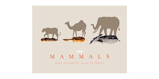 Imagem principal do evento BBC Studios Natural History Unit Screening: MAMMALS + Q&A