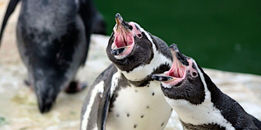 Imagen principal de Penguin Watch: Your Weekly Penguin Update