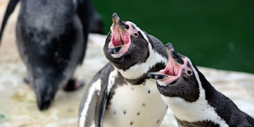 Penguin Watch: Your Weekly Penguin Update  primärbild