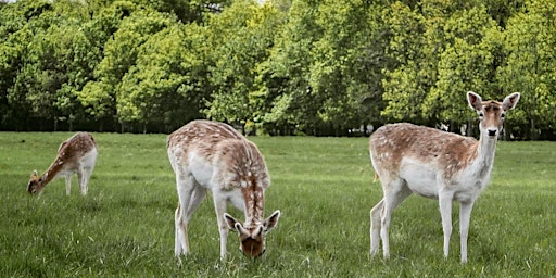 Imagem principal de Biodiversity Tour of The Glen