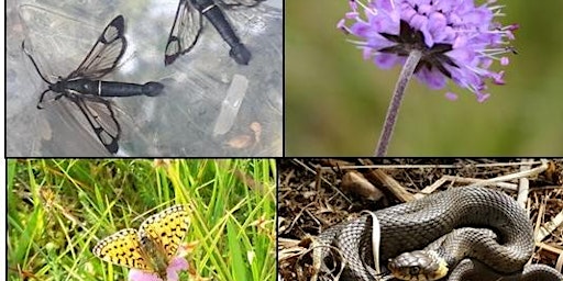 Hauptbild für Species Discovery Day