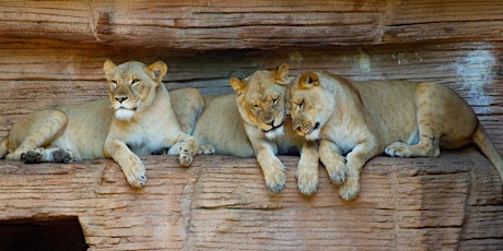 Meet the Lions of the Lincoln Park Zoo