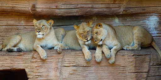 Imagem principal do evento Meet the Lions of the Lincoln Park Zoo