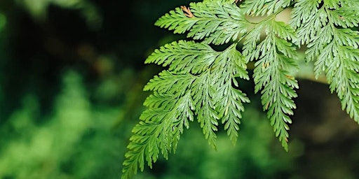 Plant of the Month! Hares Foot Fern