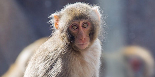 Imagem principal do evento Meet the Macaques of the Lincoln Park Zoo